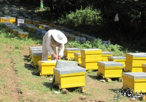 برداشت عسل طبیعی بهاره توسط 145 نفر از زنبورداران گالیکشی 
