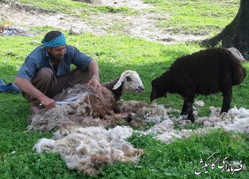 پشم زنی گوسفندان در لوه