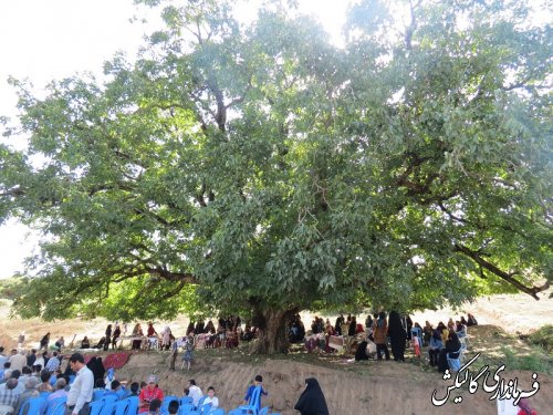ثبت درخت جوزبخشی فارسیان و جشنواره بومی محلی