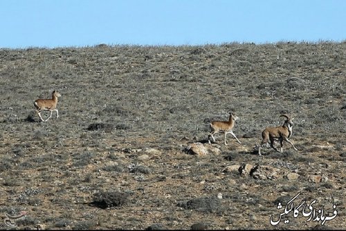سرشماری بهاره حیوانات پارک ملی گلستان از امروز آغاز شد.