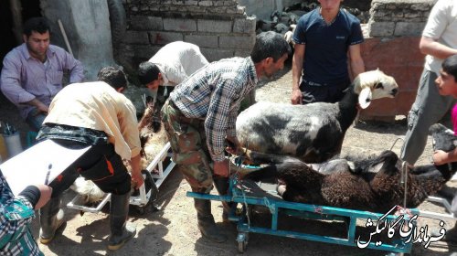 عملیات لاپاراسکوپی گله های گوسفند شهرستان گالیکش آغاز شد