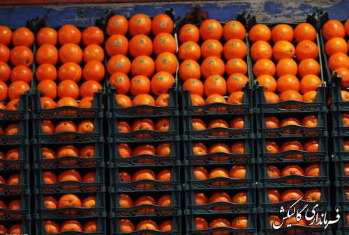 توزیع 97 تن اقلام طرح تنظیم بازار ایام عید در شهرستان گالیکش