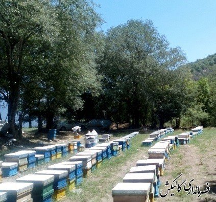 کوچ بهاره زنبورداران به مناطق جنگلی شهرستان گالیکش