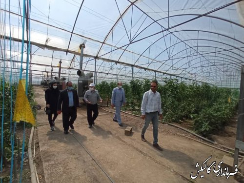 بازدید فرماندار گالیکش از بزرگترین گلخانه یکپارچه گلستان